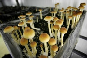 Potential for psilocybin antidepressant treatment highlighted by study