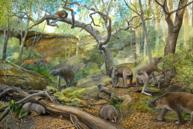 Extinct giant kangaroo remains uncovered in Australia